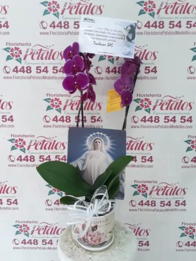 oriquidea con imagen